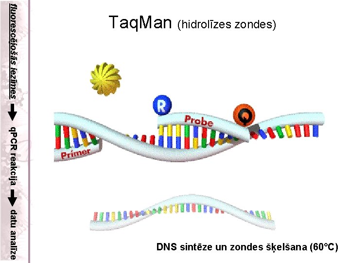 fluorescējošās iezīmes Taq. Man (hidrolīzes zondes) q. PCR reakcija datu analīze DNS sintēze un