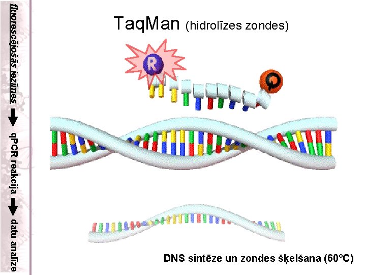 fluorescējošās iezīmes Taq. Man (hidrolīzes zondes) q. PCR reakcija datu analīze DNS sintēze un