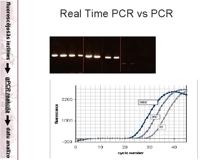 fluorescējošās iezīmes Real Time PCR vs PCR q. PCR reakcija datu analīze 