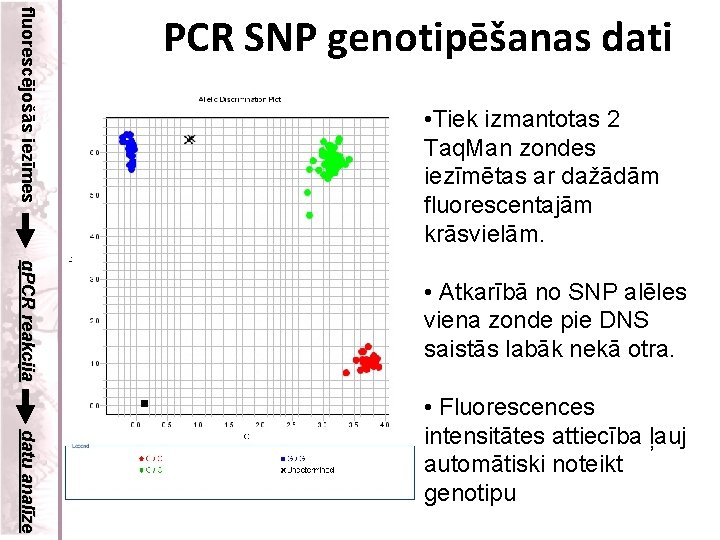 fluorescējošās iezīmes PCR SNP genotipēšanas dati • Tiek izmantotas 2 Taq. Man zondes iezīmētas