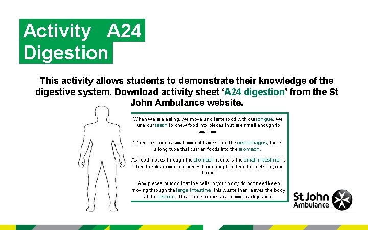 Activity A 24 Digestion This activity allows students to demonstrate their knowledge of the