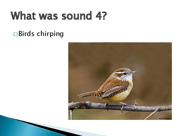 What was sound 4? � Birds chirping 