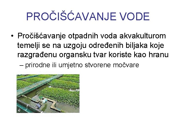 PROČIŠĆAVANJE VODE • Pročišćavanje otpadnih voda akvakulturom temelji se na uzgoju određenih biljaka koje