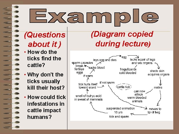 (Questions about it ) • How do the ticks find the cattle? • Why