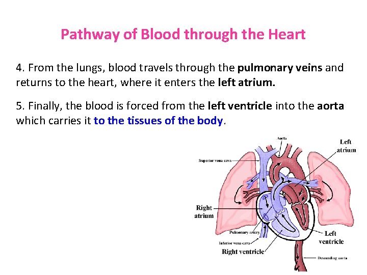 Pathway of Blood through the Heart 4. From the lungs, blood travels through the
