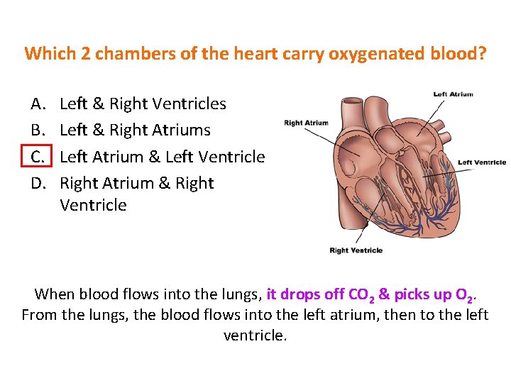 Which 2 chambers of the heart carry oxygenated blood? A. B. C. D. Left