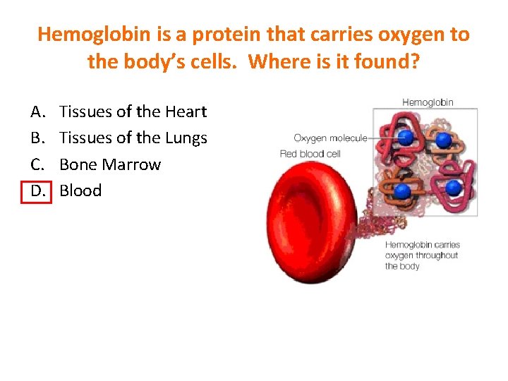 Hemoglobin is a protein that carries oxygen to the body’s cells. Where is it