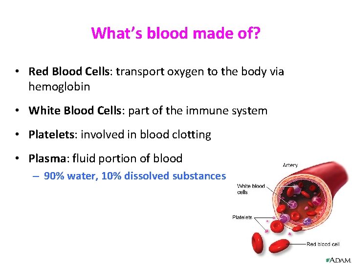What’s blood made of? • Red Blood Cells: transport oxygen to the body via