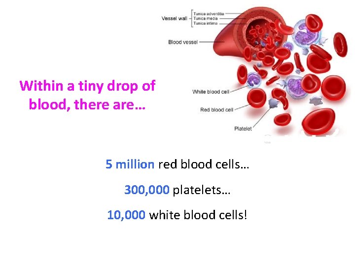 Within a tiny drop of blood, there are… 5 million red blood cells… 300,