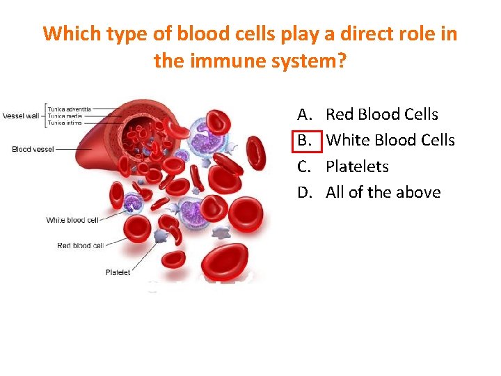 Which type of blood cells play a direct role in the immune system? A.