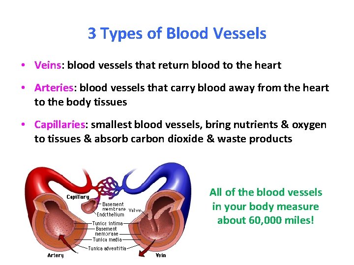 3 Types of Blood Vessels • Veins: blood vessels that return blood to the