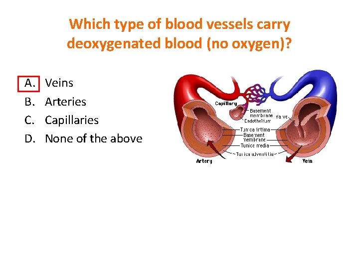 Which type of blood vessels carry deoxygenated blood (no oxygen)? A. B. C. D.