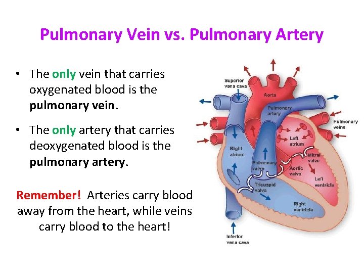 Pulmonary Vein vs. Pulmonary Artery • The only vein that carries oxygenated blood is