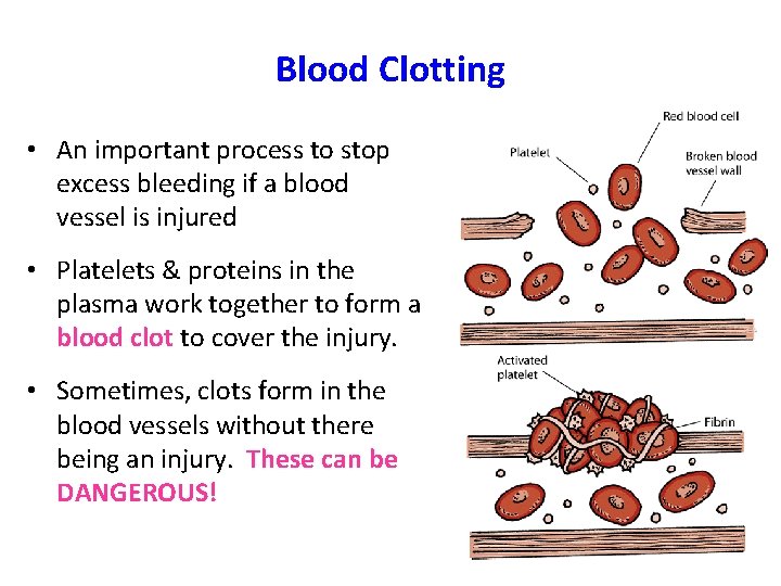 Blood Clotting • An important process to stop excess bleeding if a blood vessel