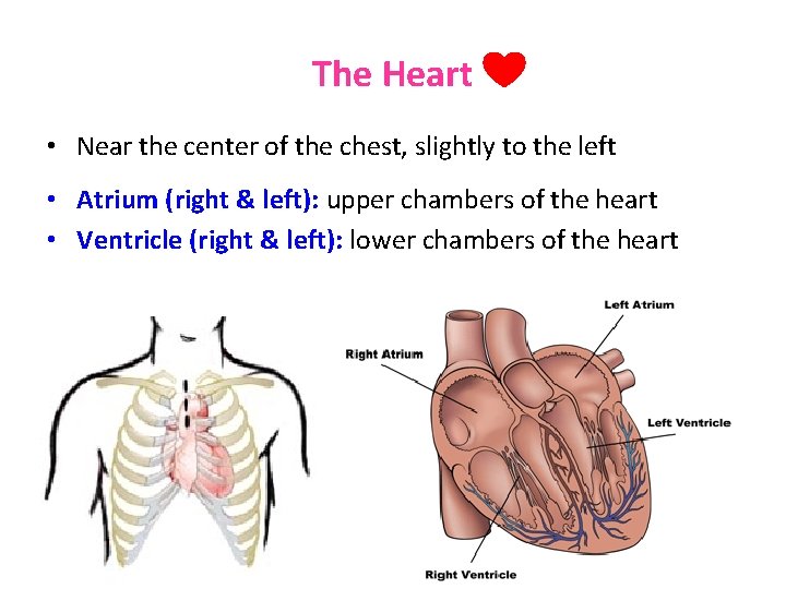 The Heart • Near the center of the chest, slightly to the left •