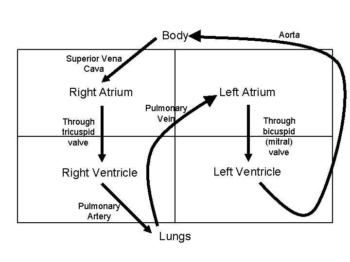 Body Aorta Superior Vena Cava Left Atrium Right Atrium Through tricuspid valve Pulmonary Vein