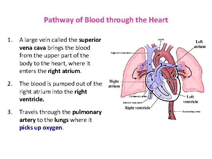 Pathway of Blood through the Heart 1. A large vein called the superior vena