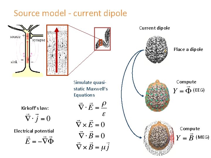 Source model - current dipole Current dipole Place a dipole Simulate quasistatic Maxwell’s Equations