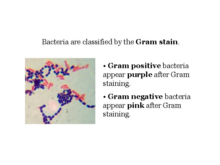 Bacteria are classified by the Gram stain. • Gram positive bacteria appear purple after