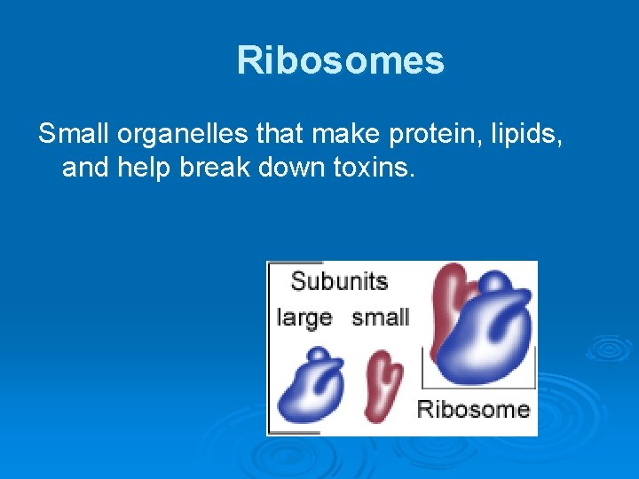Ribosomes Small organelles that make protein, lipids, and help break down toxins. 