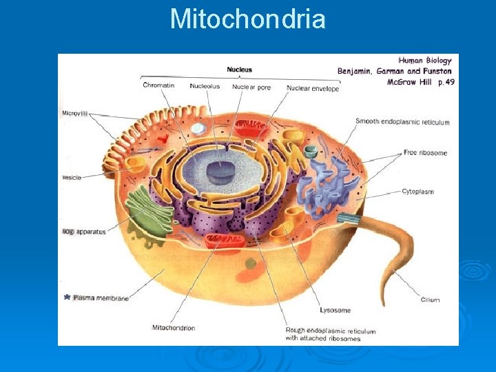 Mitochondria 