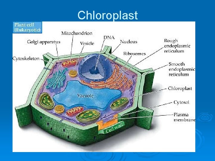 Chloroplast 