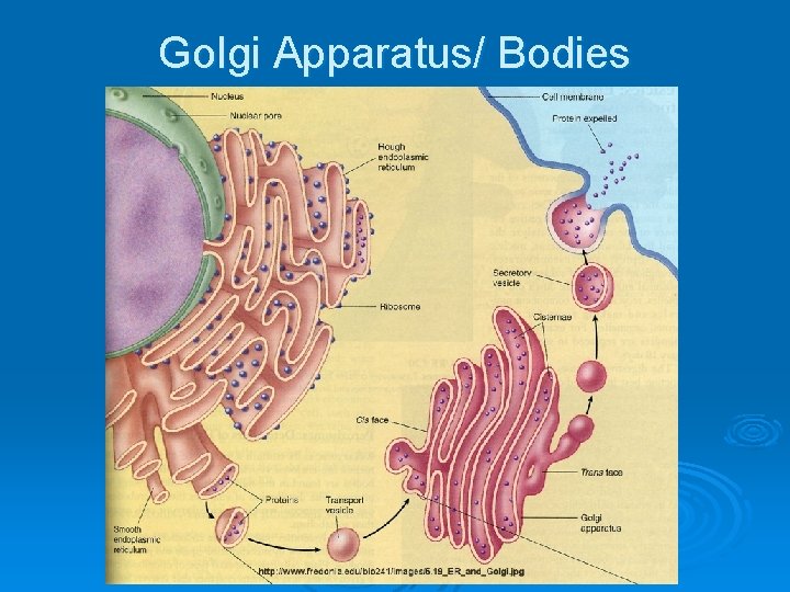 Golgi Apparatus/ Bodies 