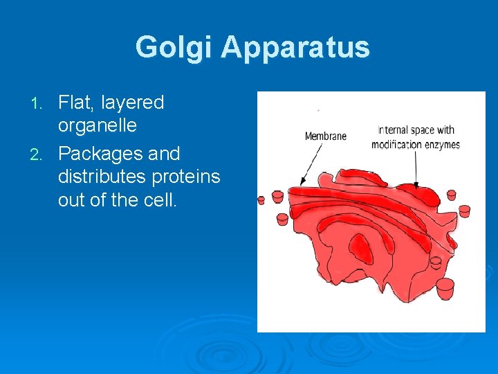Golgi Apparatus Flat, layered organelle 2. Packages and distributes proteins out of the cell.