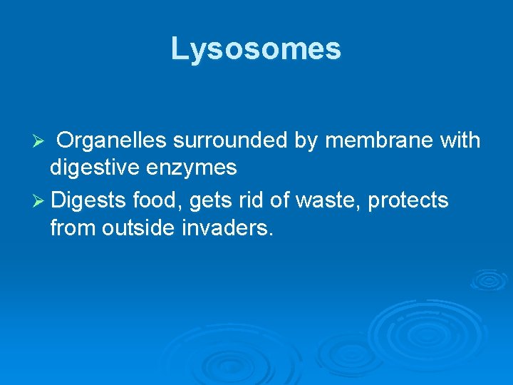 Lysosomes Organelles surrounded by membrane with digestive enzymes Ø Digests food, gets rid of