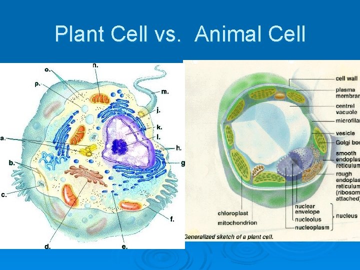 Plant Cell vs. Animal Cell 