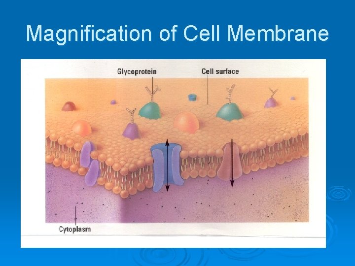 Magnification of Cell Membrane 
