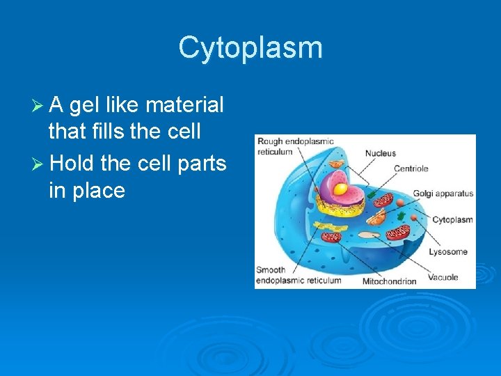 Cytoplasm Ø A gel like material that fills the cell Ø Hold the cell