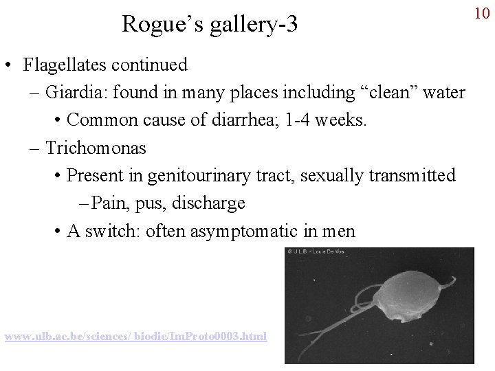 Rogue’s gallery-3 • Flagellates continued – Giardia: found in many places including “clean” water