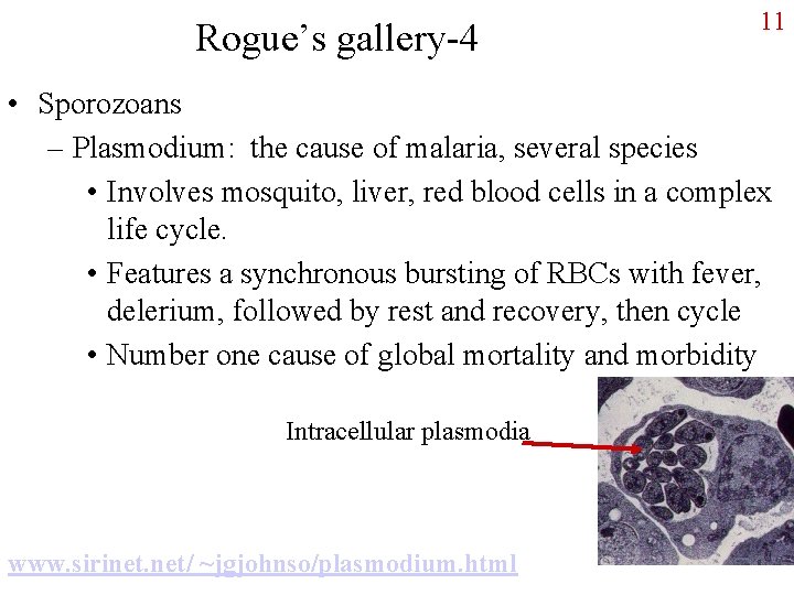 Rogue’s gallery-4 11 • Sporozoans – Plasmodium: the cause of malaria, several species •