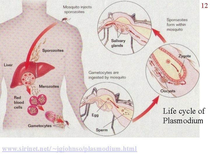 12 Life cycle of Plasmodium www. sirinet. net/ ~jgjohnso/plasmodium. html 