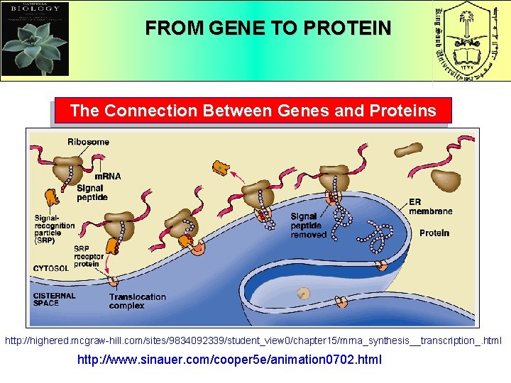 FROM GENE TO PROTEIN The Connection Between Genes and Proteins http: //highered. mcgraw-hill. com/sites/9834092339/student_view