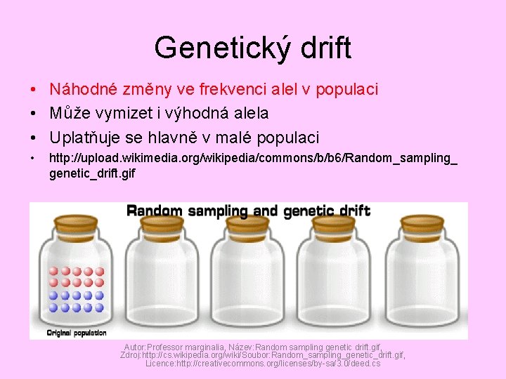 Genetický drift • Náhodné změny ve frekvenci alel v populaci • Může vymizet i