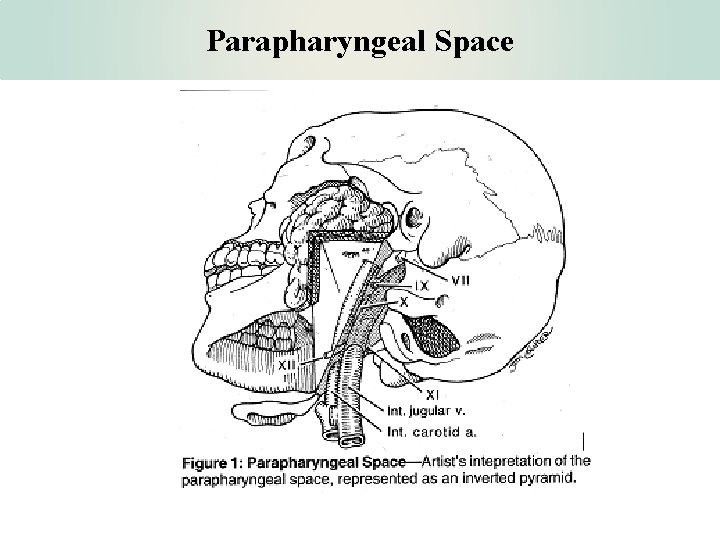 Parapharyngeal Space 