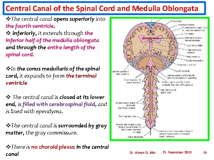 Central Canal of the Spinal Cord and Medulla Oblongata v. The central canal opens