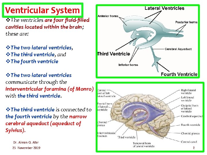 Ventricular System v. The ventricles are four fluid-filled cavities located within the brain; these