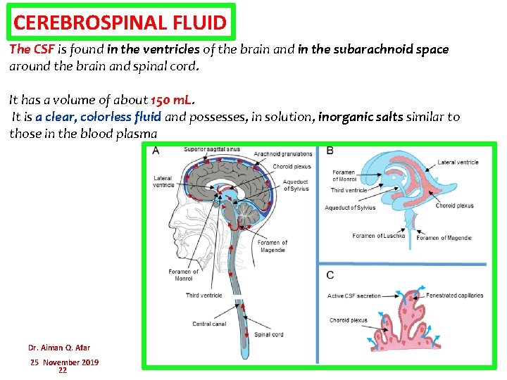CEREBROSPINAL FLUID The CSF is found in the ventricles of the brain and in
