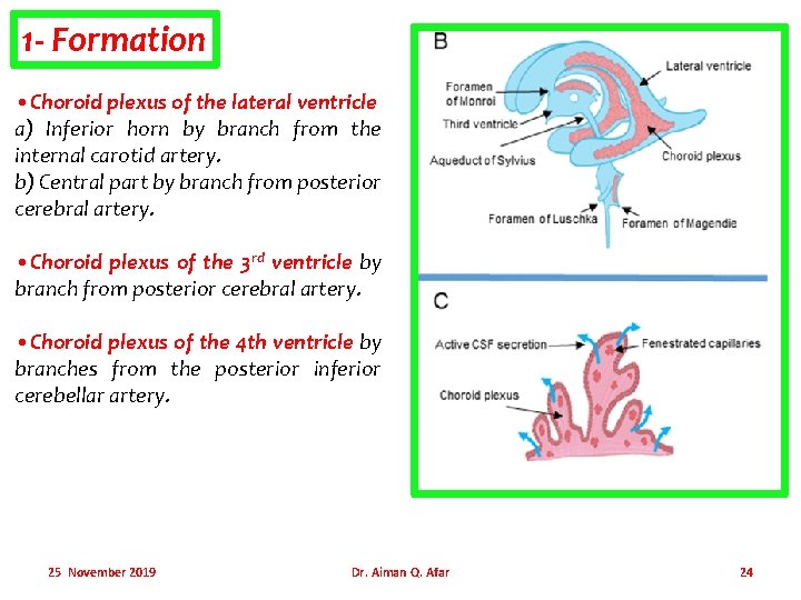 1 - Formation • Choroid plexus of the lateral ventricle a) Inferior horn by