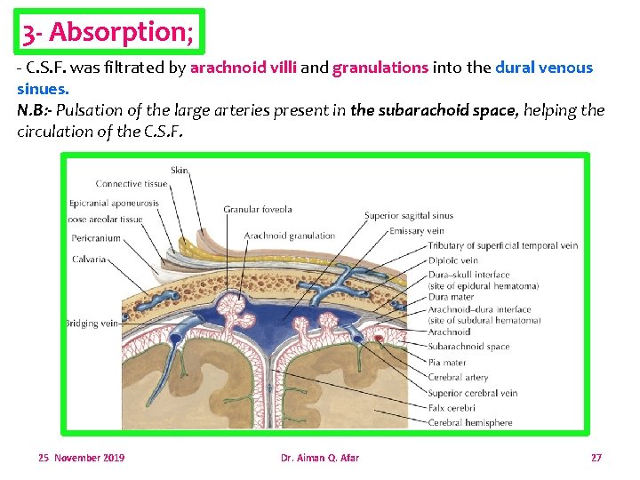 3 - Absorption; - C. S. F. was filtrated by arachnoid villi and granulations