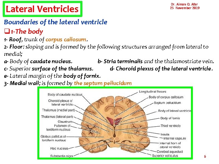 Lateral Ventricles Dr. Aiman Q. Afar 25 November 2019 Boundaries of the lateral ventricle