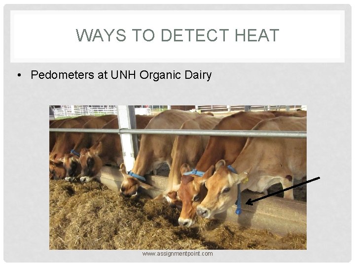 WAYS TO DETECT HEAT • Pedometers at UNH Organic Dairy www. assignmentpoint. com 