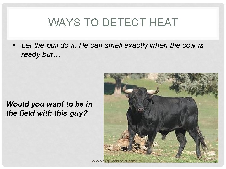 WAYS TO DETECT HEAT • Let the bull do it. He can smell exactly