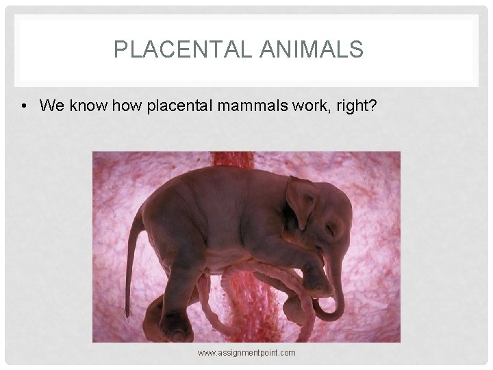 PLACENTAL ANIMALS • We know how placental mammals work, right? www. assignmentpoint. com 