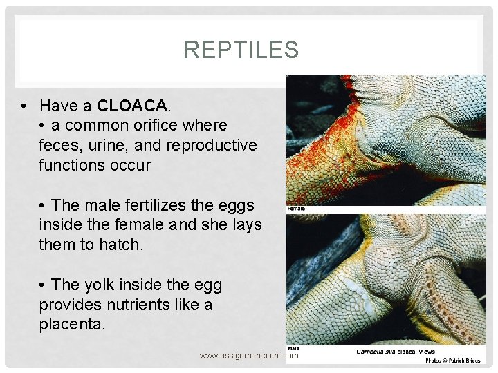 REPTILES • Have a CLOACA. • a common orifice where feces, urine, and reproductive