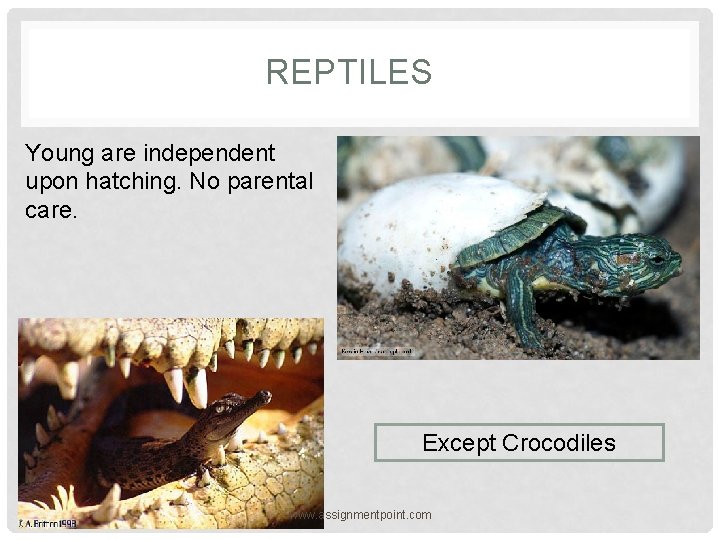 REPTILES Young are independent upon hatching. No parental care. Except Crocodiles www. assignmentpoint. com