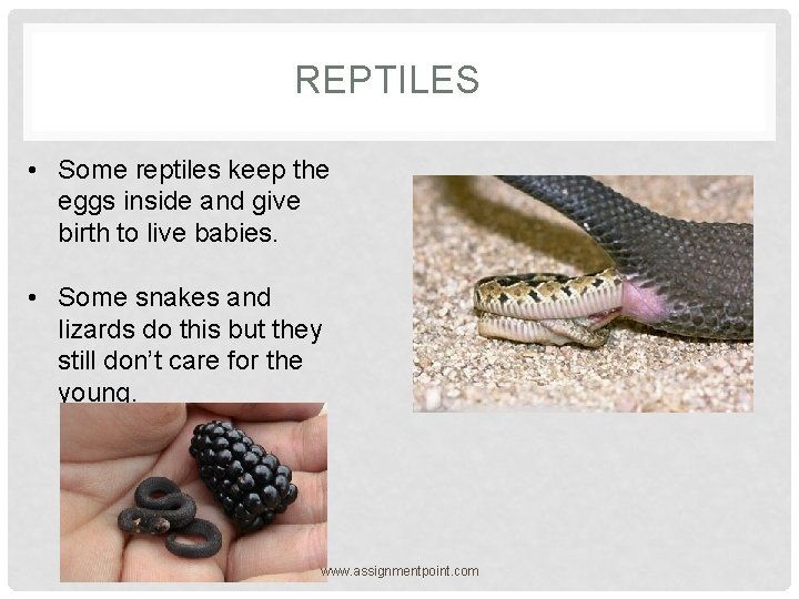 REPTILES • Some reptiles keep the eggs inside and give birth to live babies.